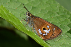 Pheraeus argynnis