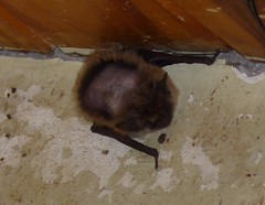Myotis dinellii