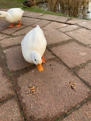 Anas platyrhynchos domesticus