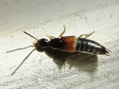 Philonthus rufulus