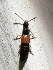 Philonthus rufulus