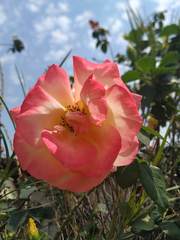 Rosa