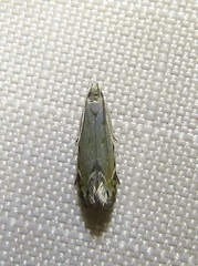 Battaristis concinnusella