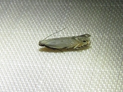 Battaristis concinnusella