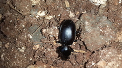 Carabus impressus