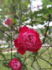 Rosa