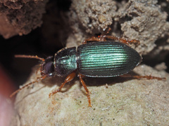 Ophonus azureus