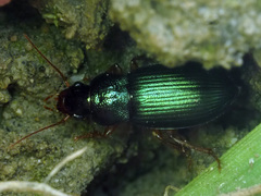 Ophonus azureus