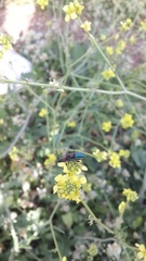 Cartallum ebulinum