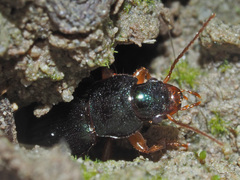 Ophonus azureus