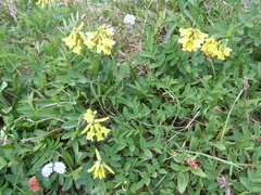 Astragalus umbellatus