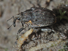 Stenocarus