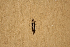 Scardiinae