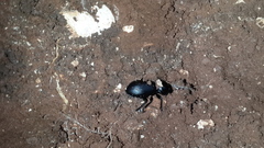 Carabus impressus