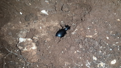 Carabus impressus