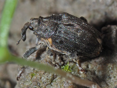Stenocarus