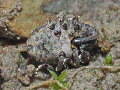 Stenocarus