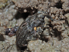 Stenocarus