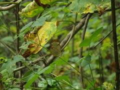 Greta morgane morgane