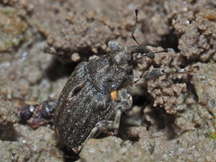 Stenocarus