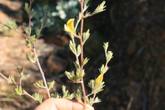 Aspalathus spicata