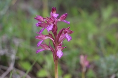 Anacamptis papilionacea palaestina