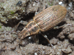 Sitona lineatus