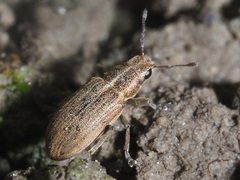 Sitona lineatus