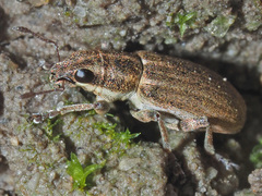 Sitona lineatus