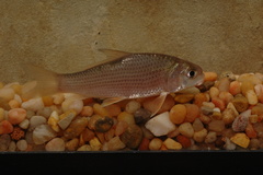 Carpiodes carpio
