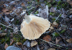 Lactifluus bertillonii