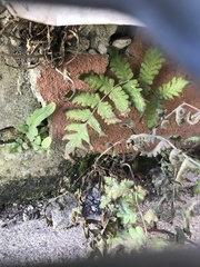 Deparia petersenii