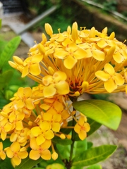 Ixora coccinea