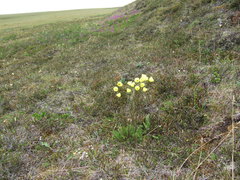 Papaver lapponicum orientale