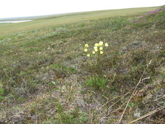 Papaver lapponicum orientale