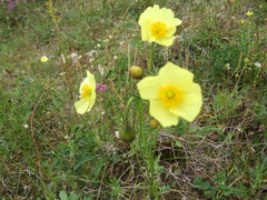 Papaver angustifolium