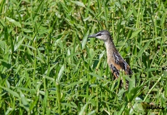 Hapalocrex flaviventer