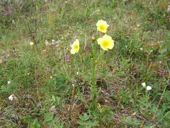 Papaver angustifolium