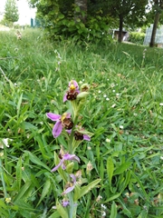 Ophrys apifera