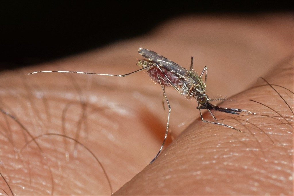 Kerteszia