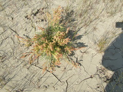 Rumex graminifolius