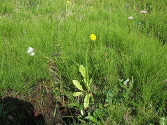 Taraxacum ceratophorum