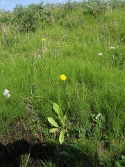 Taraxacum ceratophorum