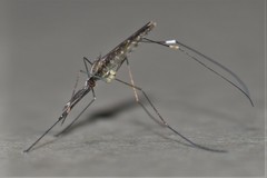 Anopheles eiseni