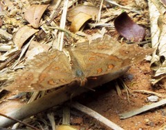 Junonia goudotii