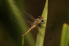 Urothemis