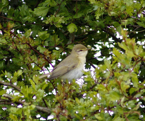 Phylloscopus trochilus