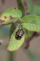 Pachycoris klugii
