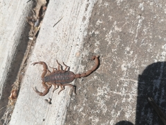 Centruroides ornatus