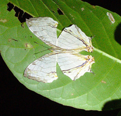 Cyrestis thyodamas indica
